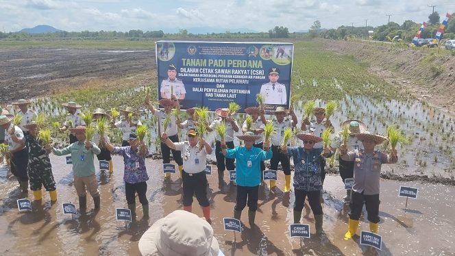 
					Ket.Suasana kegiatan penanaman padi perdana oleh Rutan Pelaihari bersama BPP Tanah Laut dalam mendukung ketahanan pangan daerah.Foto.Ariyani
