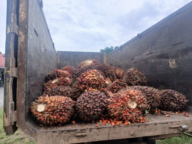 
					Ket.Barang bukti 1,6 ton sawit curian diamankan Polres Tanah Laut. Foto.ist