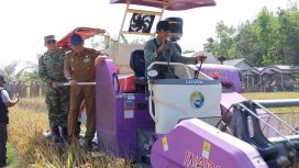 Ket.Bupati Tanah Laut H. Rahmat Trianto menghadiri Panen Padi Serentak di Desa Maluka Baulin, Kecamatan Kurau, yang menjadi pusat pelaksanaan kegiatan di 11 kecamatan. Foto.Ist